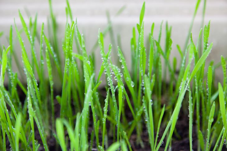 Pšenica Grass prášok