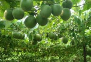 Fructus Momordicae extrakt