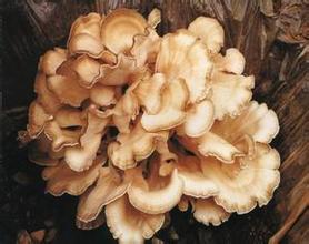 Výhody Reishi Mushroon