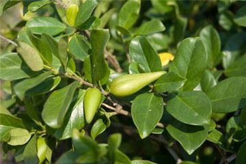 Gyminena Silvestris
