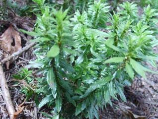 Huperria serrata herb